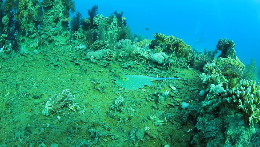 Bluespotted Ray on Yolanda Reef, Ras Mohamed National Park, Red Sea