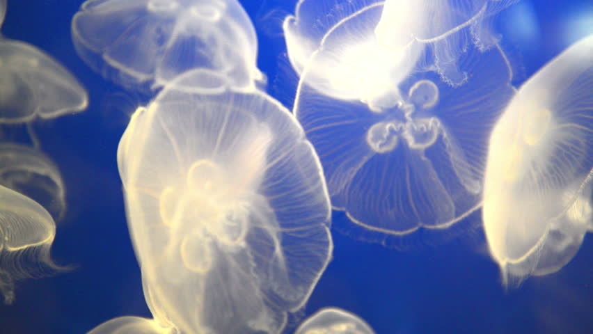 White jellyfish (Aurelia aurita or Moon jelly) in blue ocean water