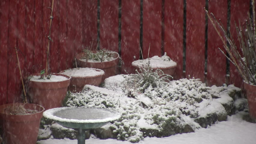 Terracotta flower pots around a rockery, in a snow blizzard against a red wooden fence.