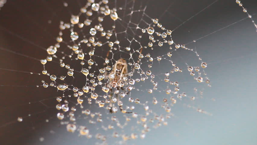 Spider Web Covered with Sparkling Dew Drops
