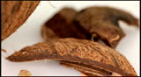Coconut