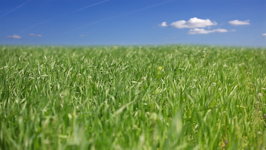 A green field under a beautiful summer sky