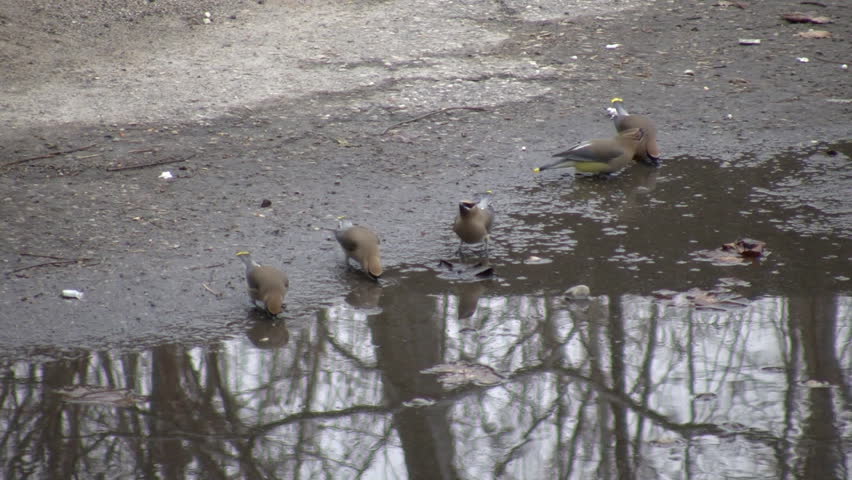 Groups of Cedar Waxwing birds are drinking from a puddle (High Definition)