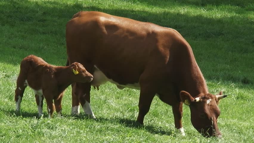 Deep red cattle cow grazing + newborn calf. Deep Red cattle have few problems with natural barriers. This makes them suitable for grazing in (wet) nature reserves.