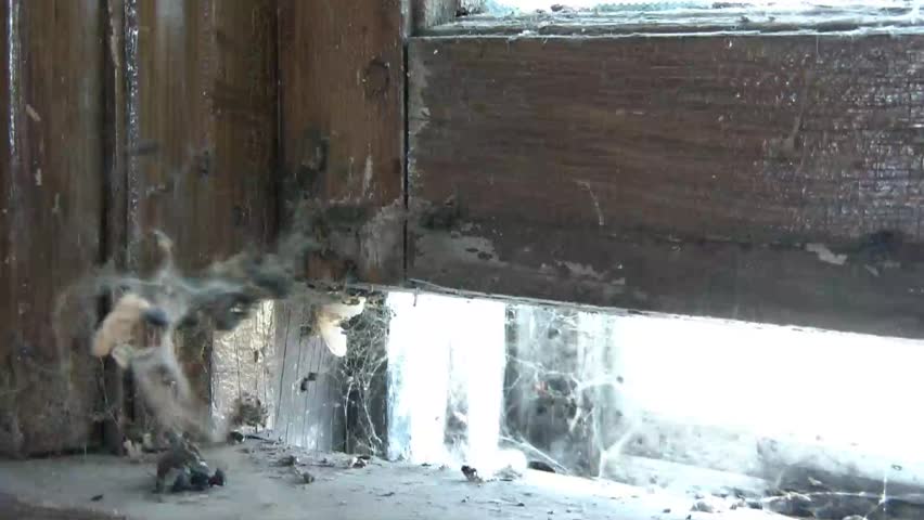 Abstract of old cobwebs fluttering in the wind near an open window in an abandoned building.