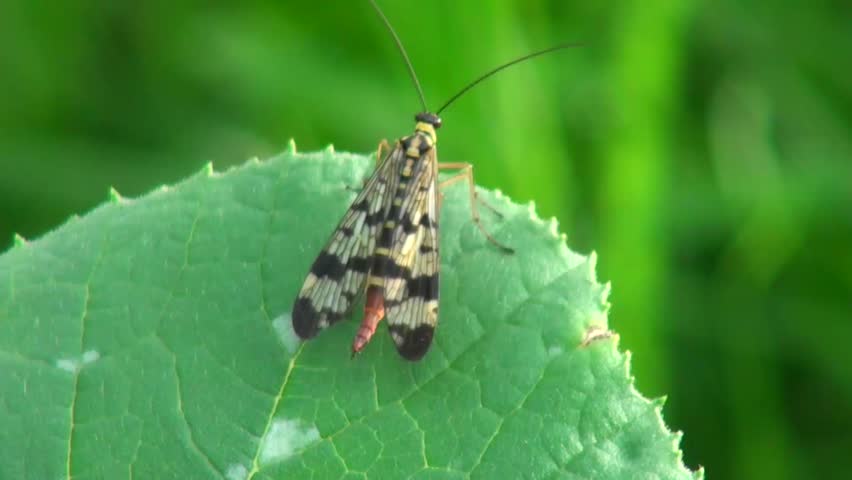 butterfly sitting on a green leaf