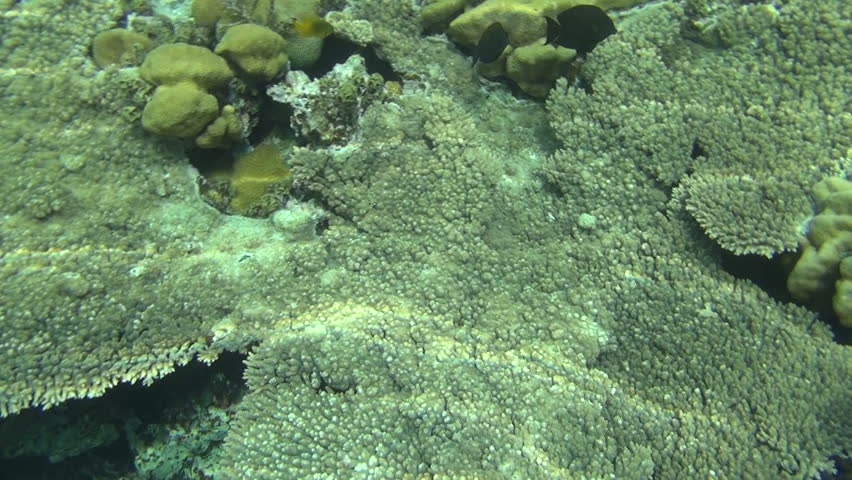 colorful fishes on reef 
