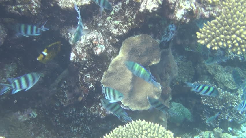 sergeant major fishes