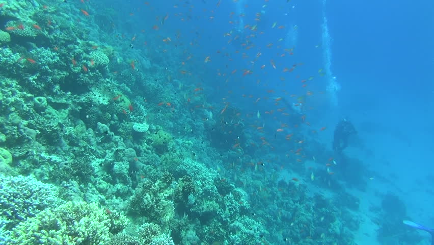 divers on the reef 02