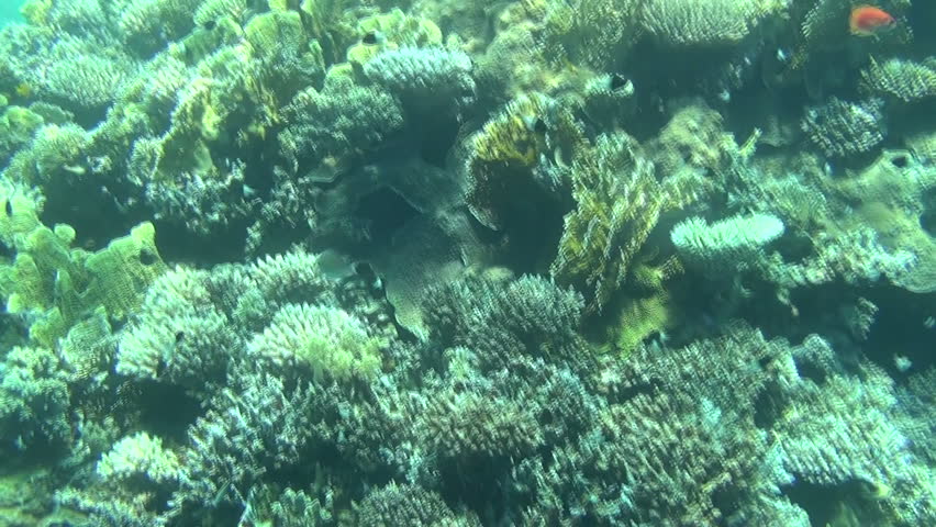colorful fishes on reef 38