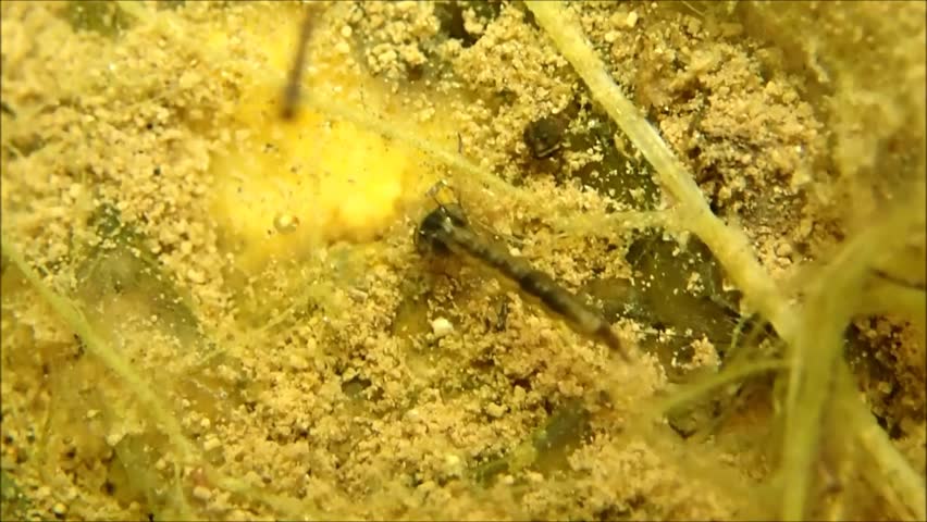 Larvae of Aedes mosquito foraging in a pool.