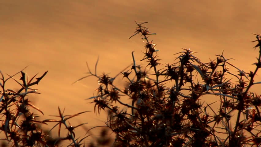 Dry bush thorns on the background of sand dunes