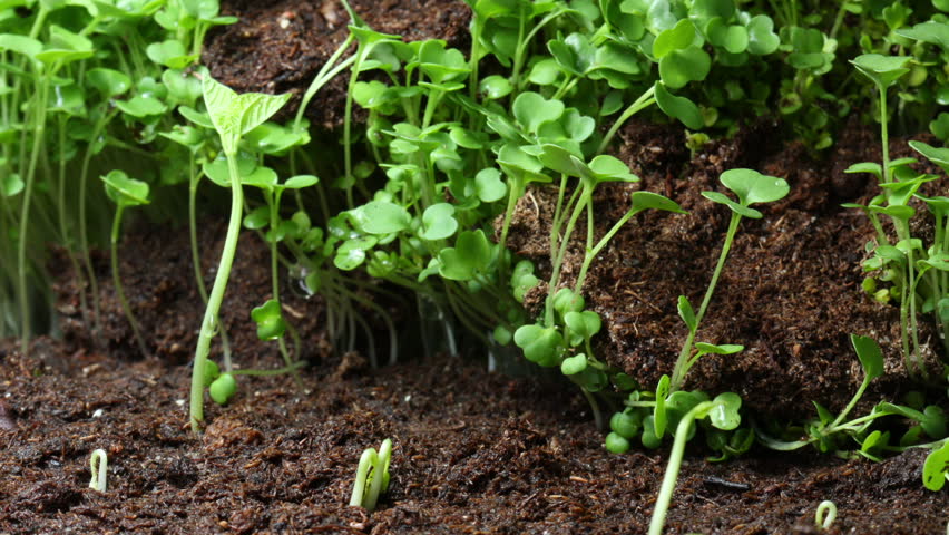 Growing been plant time lapse