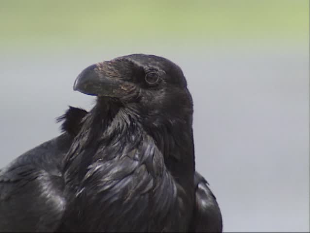 Raven (corvus corax) - close up