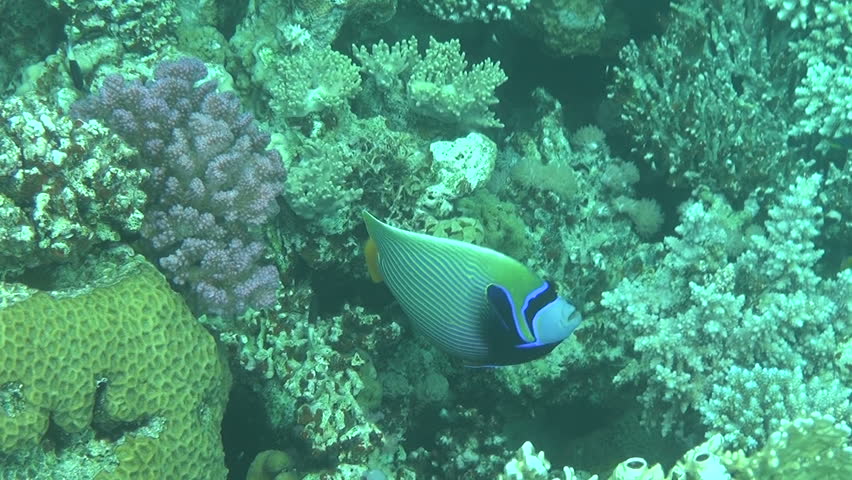 emporer angelfish