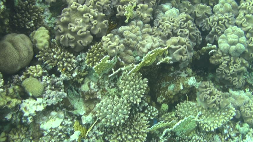 colorful fishes on reef 44
