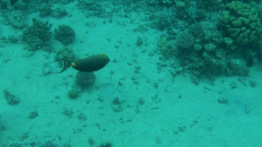 naso tang 03