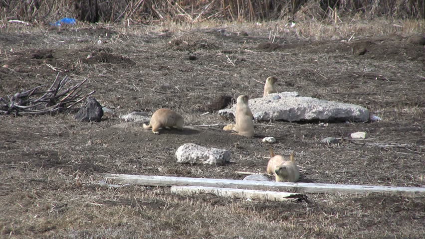Prairie Dogs