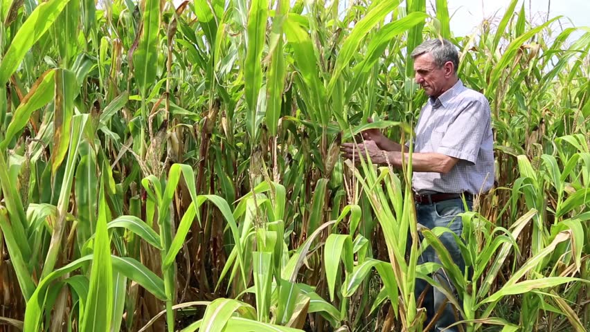 Farmer in a cornfield