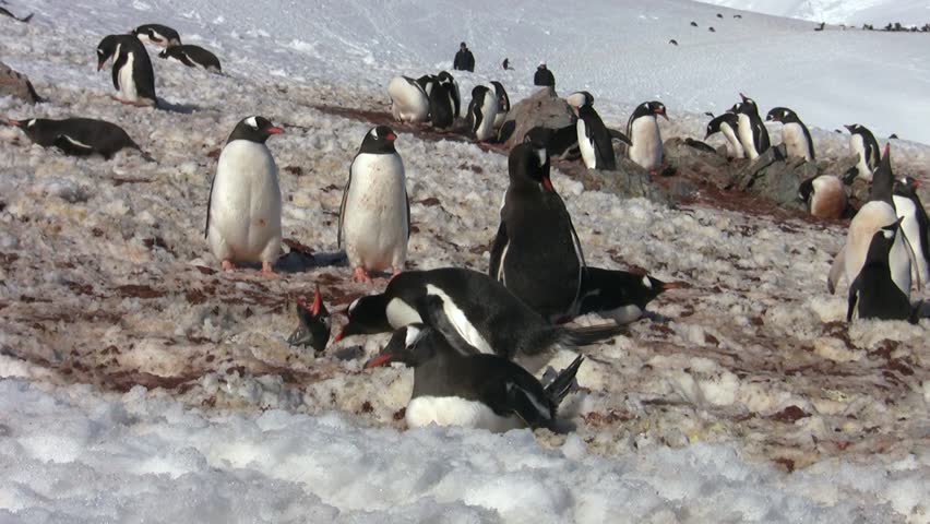 Gentoo Penguin, Antarctica