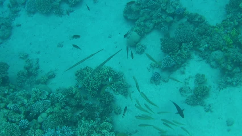 fish traffic