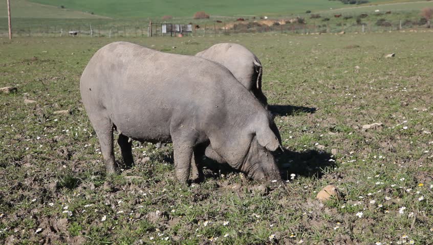 Iberian pigs in Andalusia, Spain
