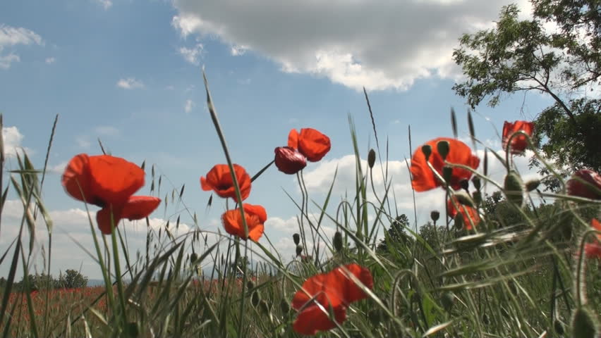 Poppy flowers swaying in the wind