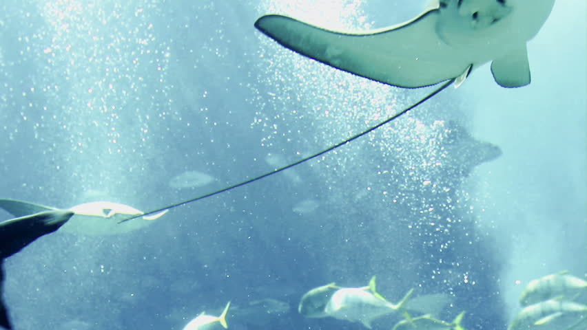 Manta ray floating underwater among other fish