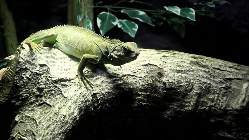 Green Iguana/Closeup of an green iguana.