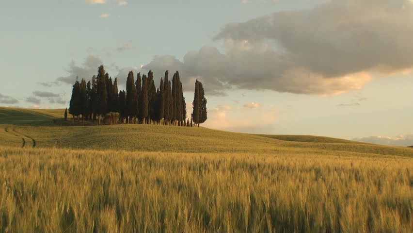 Group of cypresses as the sun starts to set in the Tuscan Val d'Orcia in the province of Siena