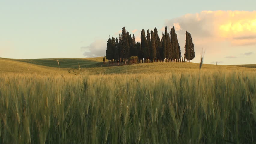Group of cypresses as the sun starts to set in the Tuscan Val d'Orcia in the province of Siena