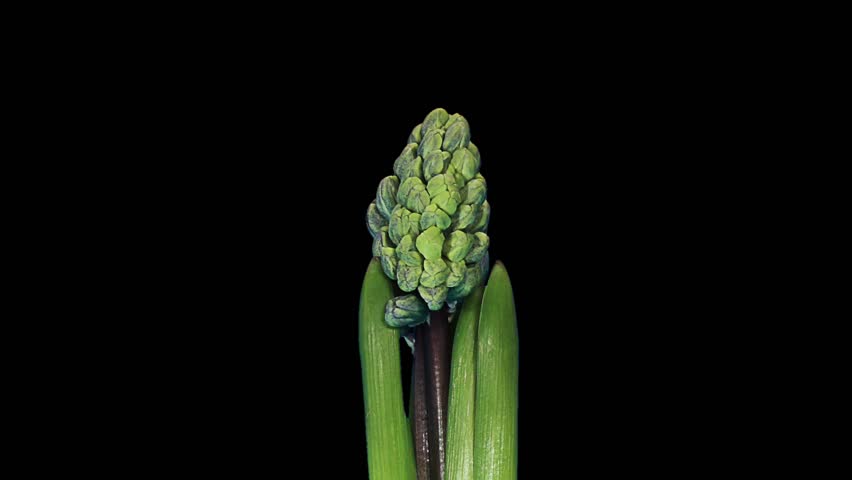 Time-lapse opening hyacinth flower buds ALPHA matte, (Hyacinthus)

