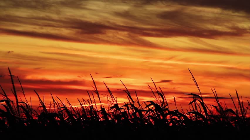 Loop features a vividly colorful sunset sky of orange and yellow gold silhouetting a foreground cornfield with stalks swaying in the autumn breeze. Shot in 1920x1080p HD widescreen.
