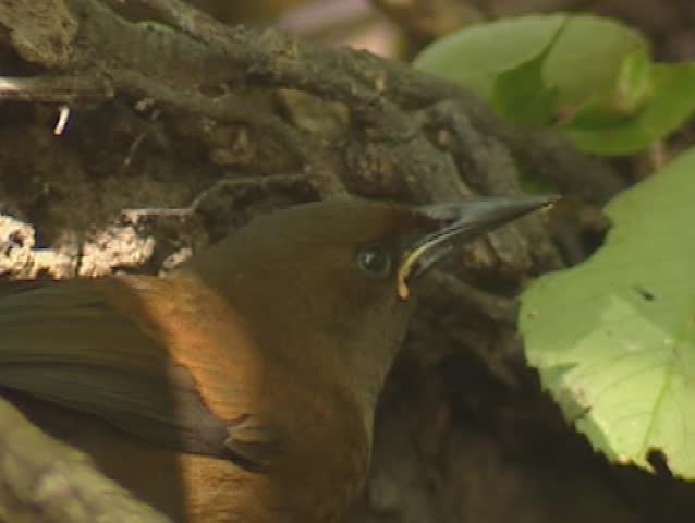 South Island Saddleback, Philesturnus carunculatus carunculatus, juvenile - drinks from puddle - close up