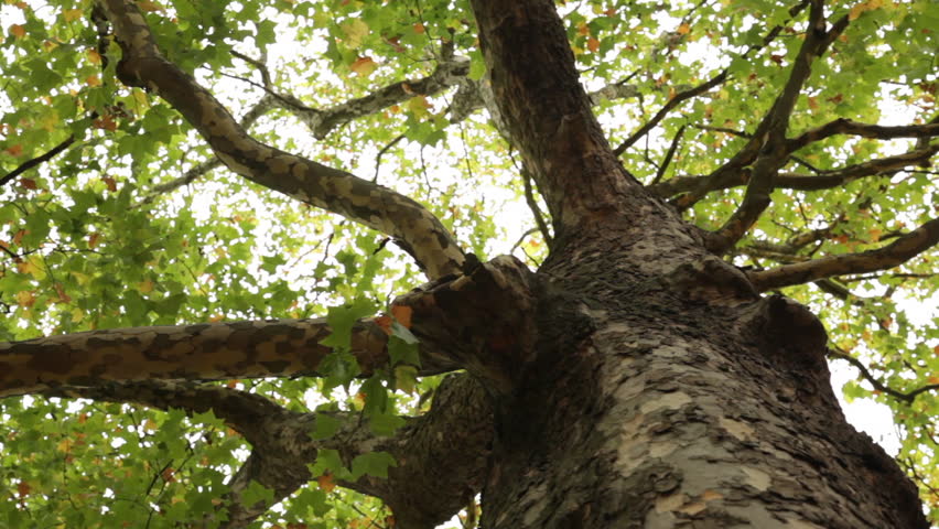 Close up panning low angle view of tree branches and leaves against a white sky background in London