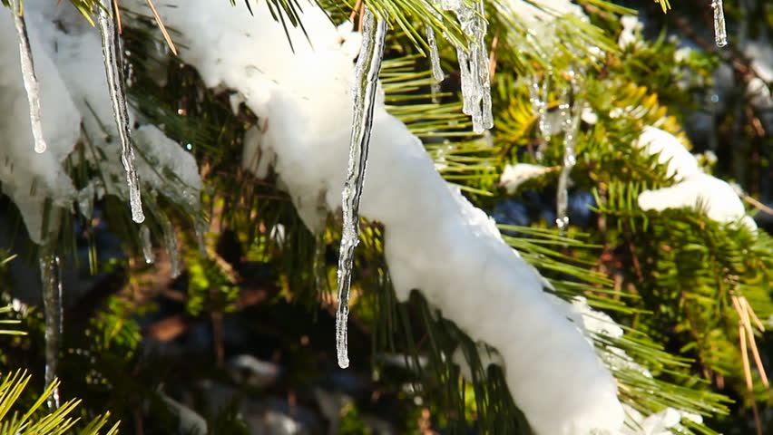 Icicle Pine 5. Icicles hanging off a pine tree after a cold winter blizzard. Some melting and dripping indicating the warmth of spring is approaching.