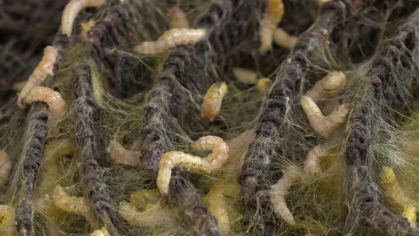Larvae