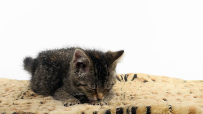Cute tabby kitten sitting and taking a bath on an animal print blanket on white background