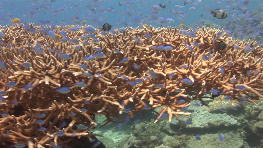 Submerged