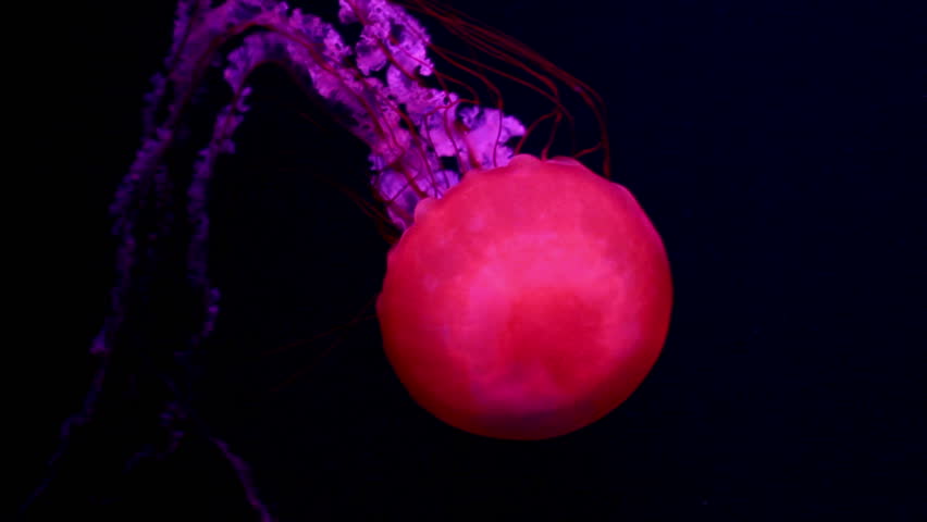 a lot of red giant jellyfish medusa in a black void, natural background