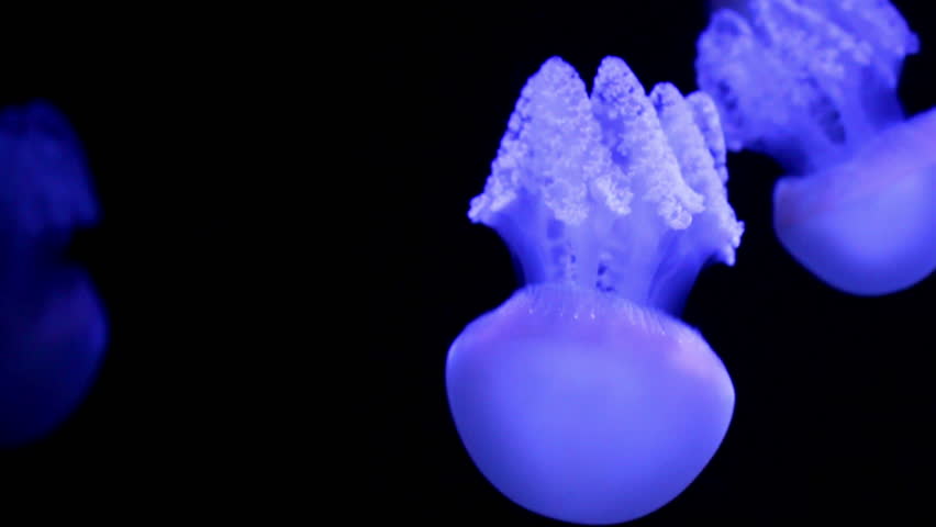 jellyfish medusa in a black void, natural background