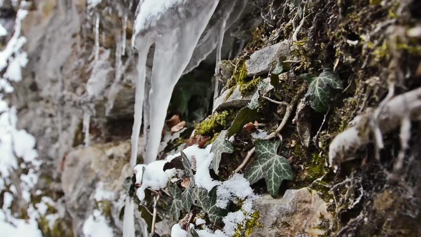 icicle and ivy
