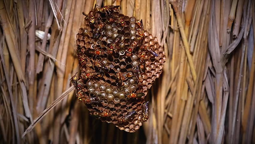 Wasps protect and busily tend to their larvae in a rain forest near Ankarafantsika, Madagascar.