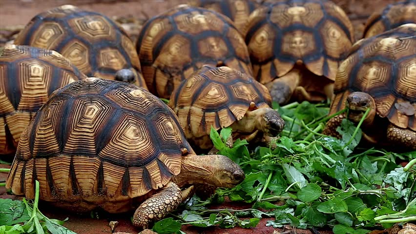 Angonoka or Ploughshare tortoises eating in Madagascar. This is the most critically endangered tortoise in the world (~500 left in the wild). Extinction predicted in 10 years. Zoology, Biology.