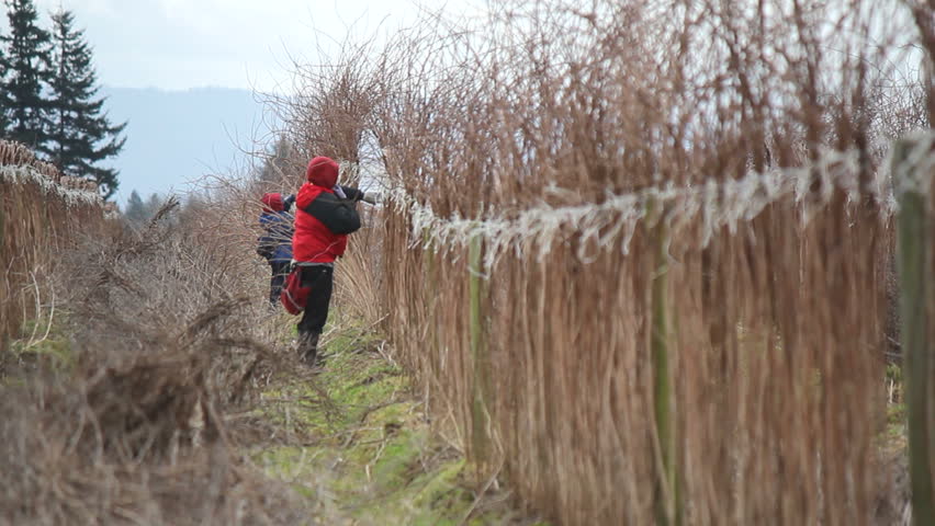 Washington State farm workers trim, cut and tie raspberry bushes/Washington State Farm Workers/Farm workers prepare raspberry bushes for the Spring season. 