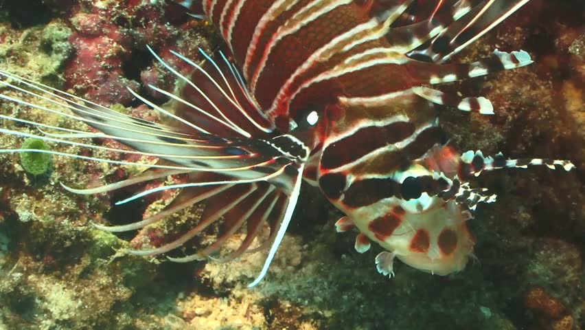 Fish sting