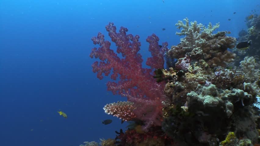 Underwater World