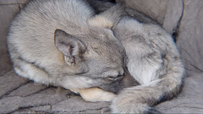 Close-up of Mixed-breed puppy, 4 months old