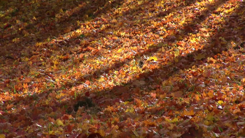 Autumn season