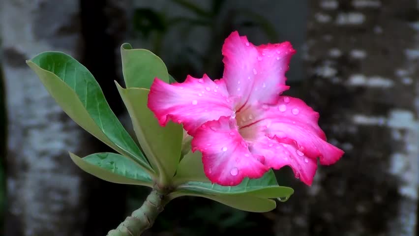 Ziegenfuss-Morning Glory (Ipomoea pes-caprae)